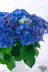 Fototapeta premium ハイドランジア 青い紫陽花