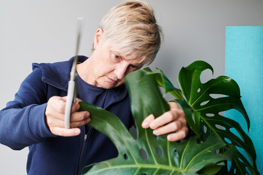 Person examining ther houseplant for pests