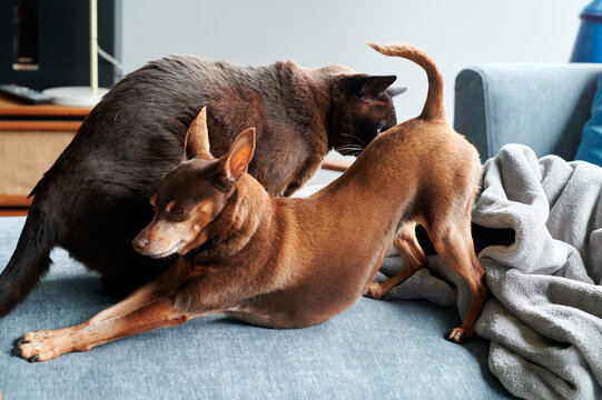 Tiny Min Pin doing 'downward dog' stretch