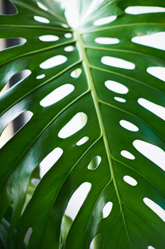 Shimmering green leaf