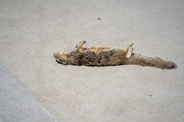Dead squirrel lying on the road. 