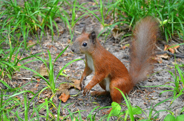 Naklejka na ściany i meble Cute young red squirrel with white tummy in the park sits on hind legs . Wild squirrel outdoors close up photo.