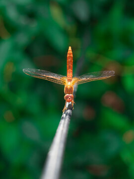 Orange dragonfly on a wire 