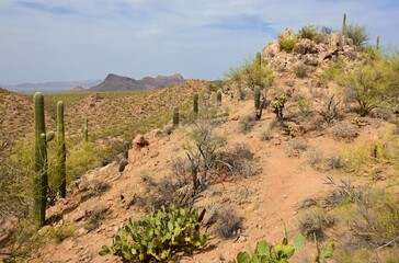 spectacular desert vista with  mountain peaks,saguaro cactus and prickly pear cacti along the valley view overlook trail on a sunny spring day in saguaro national park, near tucson in southern arizona