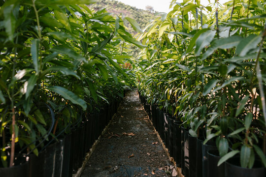 Rows of little mangoes trees