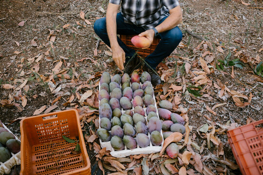 Anonymous man checking the mangoes' tray