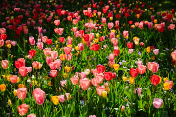 Tulip meadow