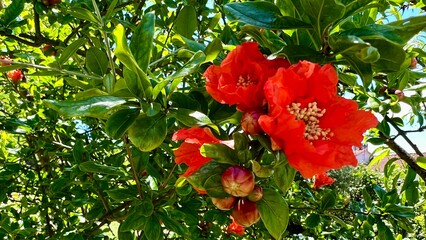 Bright red pomegranate flower on a bush in Portugal. High quality 4k footage