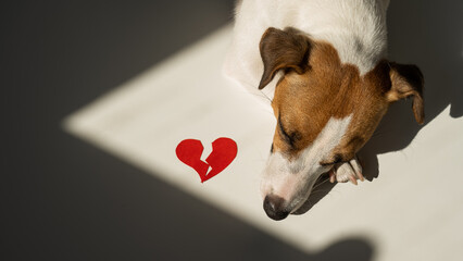 Jack Russell Terrier dog lies next to a broken heart. 