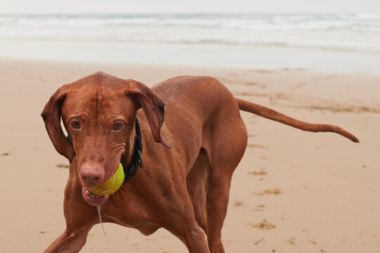 Dog retrieving ball from the ocean