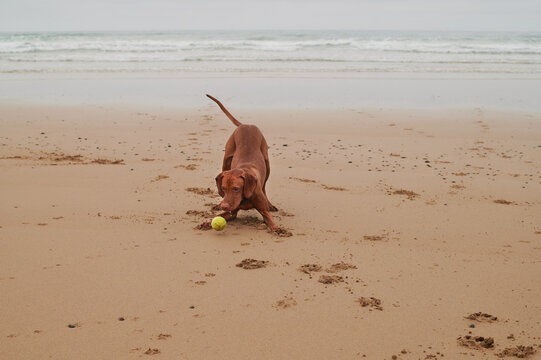 Vizsla dog playing with ball on beach