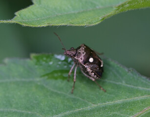 Small insects in nature on green leaves of Thailand ,macro insects
