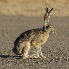 Black-tailed Jackrabbit on Alert. Santa Clara County, California, USA.