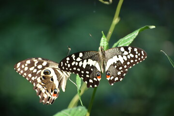 Butter fly