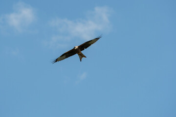 Rotmilan auf Futtersuche