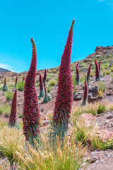 Blossoming of the red tajinaste or echium widprettii plant on springtime on volcan Teide. Tenerife, Canary Islands, Spain