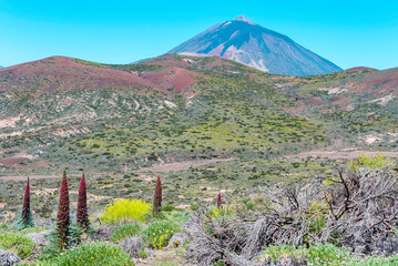 Blossoming of the red tajinaste or echium widprettii plant on springtime on volcan Teide. Tenerife, Canary Islands, Spain