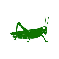 grasshopper on a white background