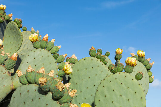 Green nopales with flowers next to a clear blue sky