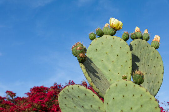 Prickly pear with flowers next to a 
bougainvillea