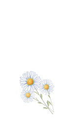 Delicate daisy  designed beautifully rendered realistic decorative use or on its own.