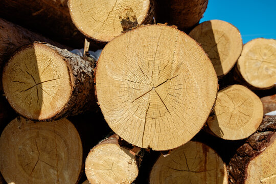 Stack of logs at a lumber yard