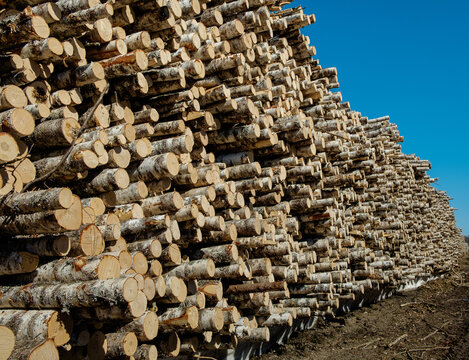 Stack of logs at a lumber yard