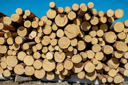 Stack of logs at a lumber yard