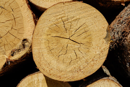 Stack of logs at a lumber yard