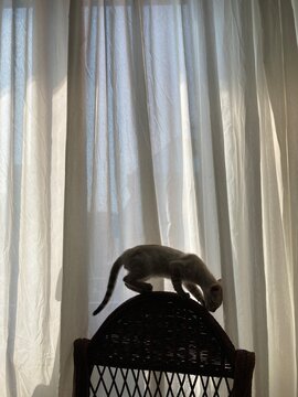 Sillhouette of kitten climbing chair