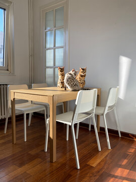 Three bengal cats on table in kitchen
