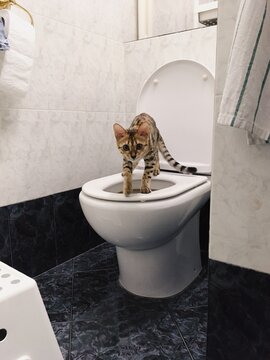 Funny cute bengal kitten at human toilet / UGC