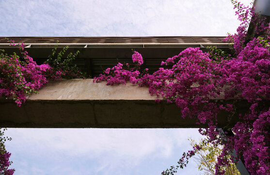 Closeup of a small bridge covered with purple bougainvillea

