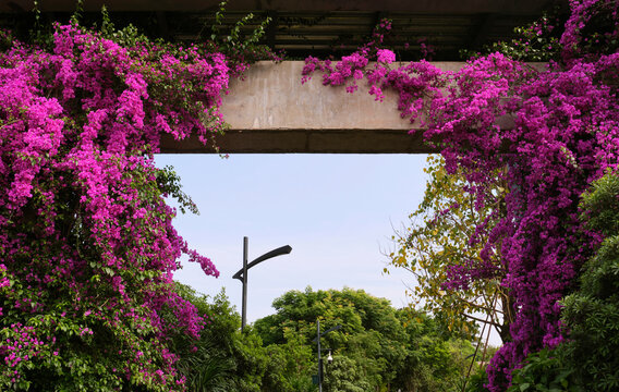 Closeup of a small bridge covered with purple bougainvillea
