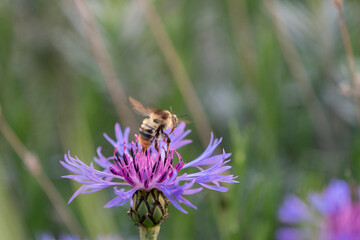 Biene auf einer Kornblume