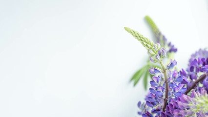 Naklejka premium purple lupins flowers on white background with place for text