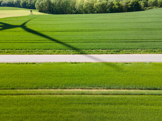 Aerial view of an asphalt road between green growing wheat fields on a sunny day in spring