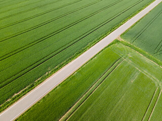 Aerial view of green growing wheat fields on a sunny day in spring with a single lane road in the middle