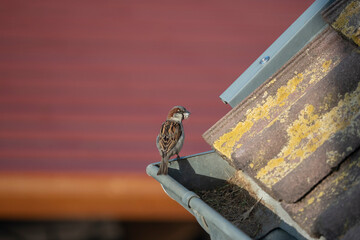 Obraz premium Haussperling