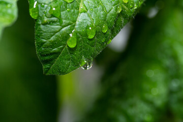 Close up of green leaf of a tomato plant with raindrops