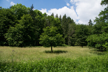Landscape in the german area called Nitzelbachtal
