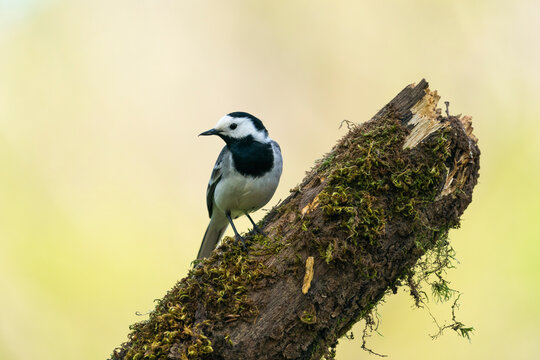 White Wagtail (Motacilla Alba)  