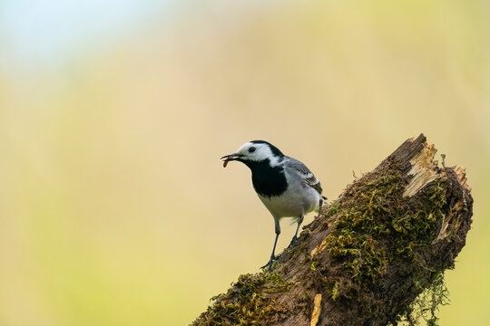 White Wagtail With An Earthworm In Its Beak  