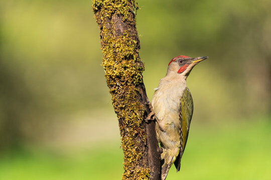 Iberian Green Woodpecker (Picus Sharpei) 