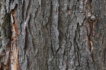 Obraz premium Textured Old Tree Trunk Background