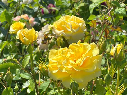 Rose yellow floribunda flowers bush in summer garden. Beautiful roses shrub.