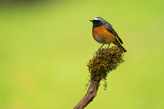 Common Redstart In Forest  