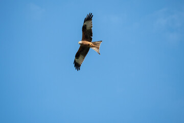 Rotmilan auf Futtersuche