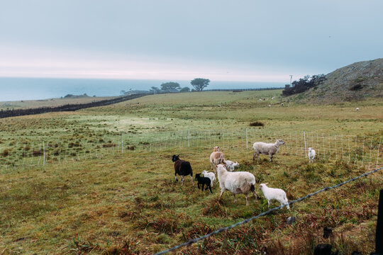 A group of sheep on a grassland by the ocean