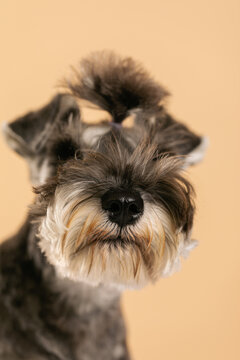 adorable Schnauzer portrait